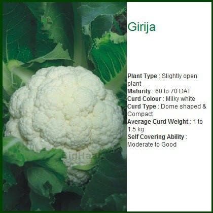 GIRIJA CAULIFLOWER SEEDS product  Image 2