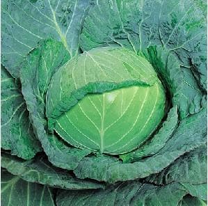 GLOBE MASTER CABBAGE F1 product  Image