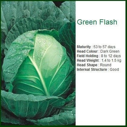 GREEN FLASH CABBAGE product  Image 2