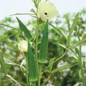 GREEN GOLD BHINDI (OKRA) SEEDS ( ग्रीन गोल्ड भिंडी ) product  Image 4