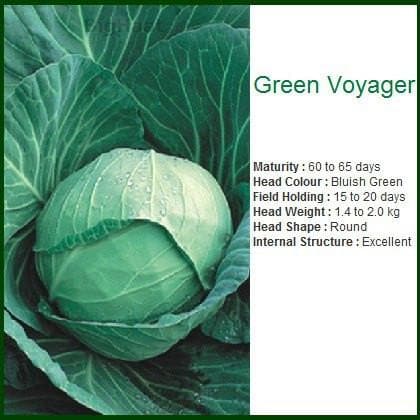 GREEN VOYAGER CABBAGE product  Image