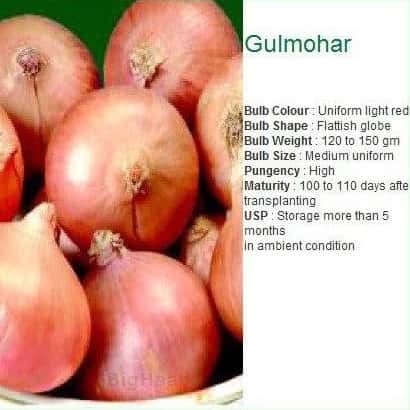 GULMOHAR ONION SEEDS product  Image 4