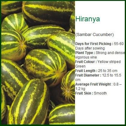HIRANYA - SAMBAR CUCUMBER product  Image 2