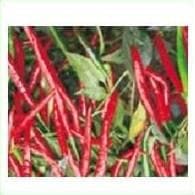 HPH 5531 CHILLI SEEDS product  Image 2