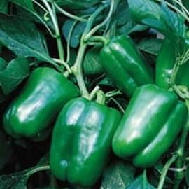 INDRA HYBRID CAPSICUM SEEDS product  Image