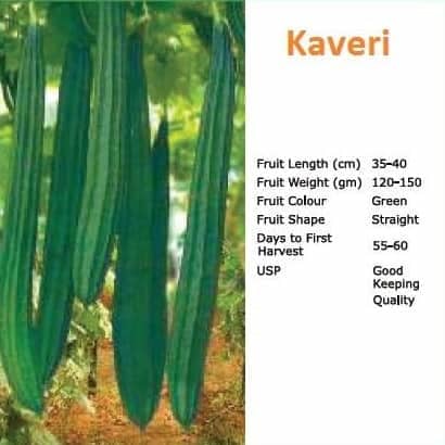 KAVERI RIDGE GOURD ( कावेरी तुरई ) product  Image 2