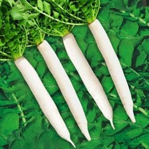 SUNGRO MAHY 22 RADISH ( माहिको 22 मूली ) product  Image 3