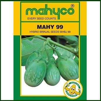 MAHY 99 MHBJ-99 BRINJAL product  Image