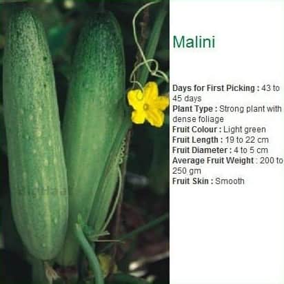 SEMINIS MALINI CUCUMBER SEEDS, LIGHT GREEN COLOUR FRUIT & HIGH YIEDLING product  Image