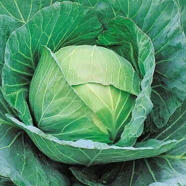 MIGHTY CABBAGE F1 product  Image