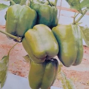 NANDA CAPSICUM product  Image 3