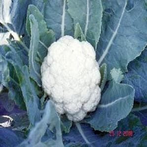 NS 131 CAULIFLOWER SEEDS product  Image 3