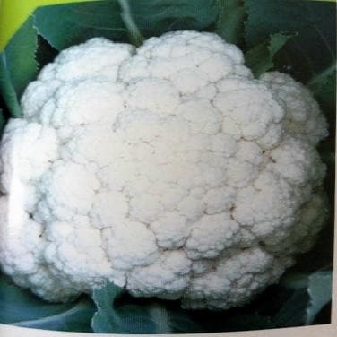 NS 1448 CAULIFLOWER product  Image 4