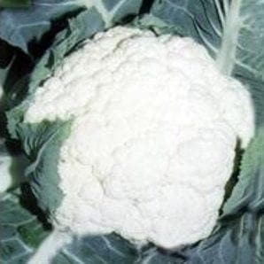 NS 1452 CAULIFLOWER SEEDS product  Image 2