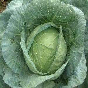 NS 196 CABBAGE product  Image