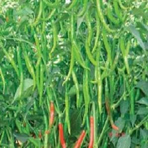 NS 230 CHILLI SEEDS product  Image