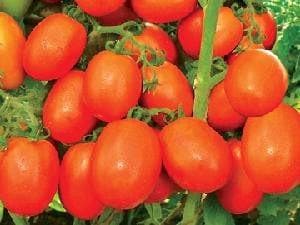 NS 2535 TOMATO SEEDS product  Image 2