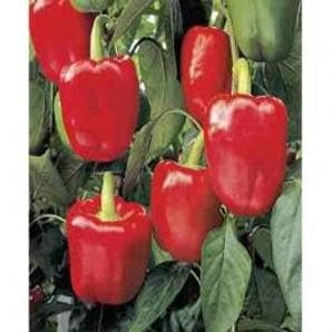 NS 280 CAPSICUM (RED) product  Image 1