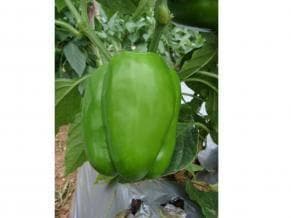 NS 292 CAPSICUM product  Image 3