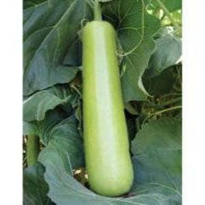 NS 439 BOTTLE GOURD ( एन एस 439 लौकी ) product  Image 1