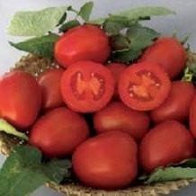 NS 501 (6H 81) TOMATO SEEDS product  Image 2