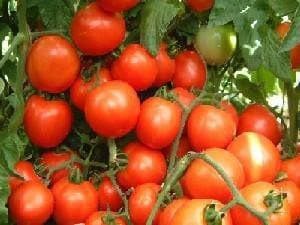 NS 504 (NS 104) TOMATO (एन एस 504) product  Image 2