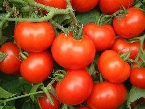 NS 524 TOMATO ( एनएस 524 टमाटर ) product  Image 2