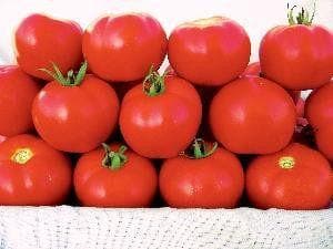 NS 526 TOMATO SEEDS product  Image 3