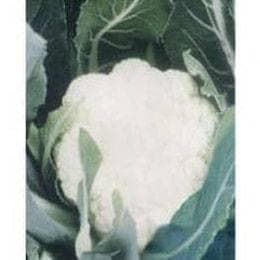 NS 555 CAULIFLOWER SEEDS product  Image