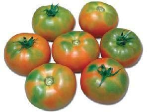 NS 585 TOMATO SEEDS ( एनएस 585 टमाटर ) product  Image