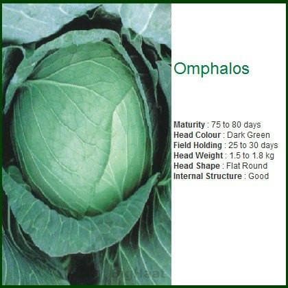 OMPHALOS CABBAGE SEEDS product  Image 2