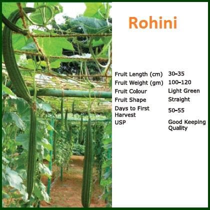 ROHINI RIDGE GOURD SEEDS (रोहिणी तुरई ) product  Image 2