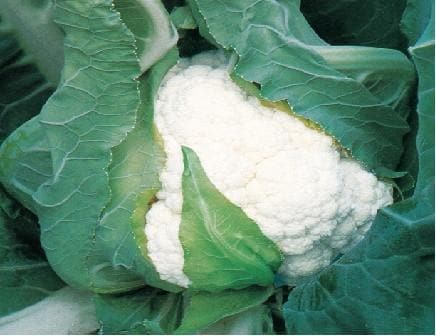 SHENTHA CAULIFLOWER product  Image 2