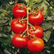 SIKINDER TOMATO ( सिकंदर टमाटर ) product  Image