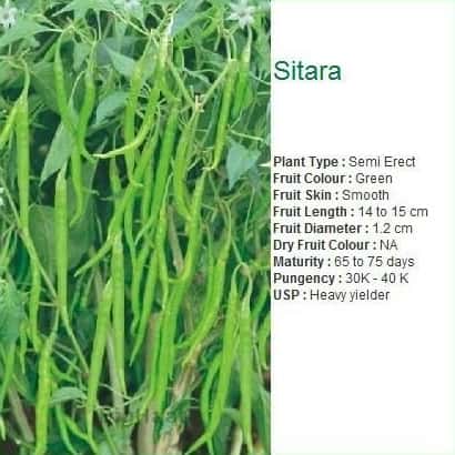 SITARA CHILLI product  Image 2