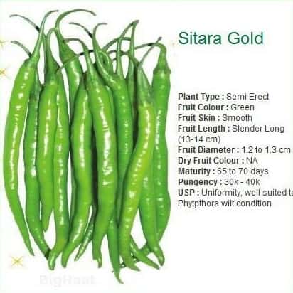 SITARA GOLD CHILLI SEEDS product  Image 2