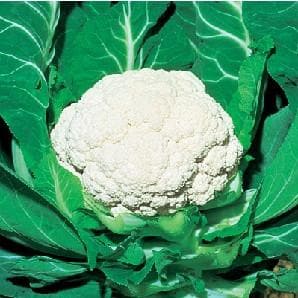 SNOW MYSTIQUE CAULIFLOWER F1 product  Image 2