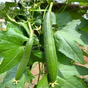 CHIKNI SPONGE GOURD product  Image 2