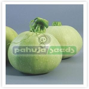 DON 17 SQUASH product  Image 2