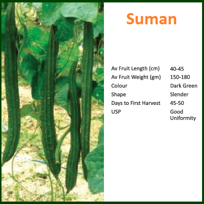 SUMAN RIDGE GOURD ( सुमन 4 तुरई ) product  Image 2