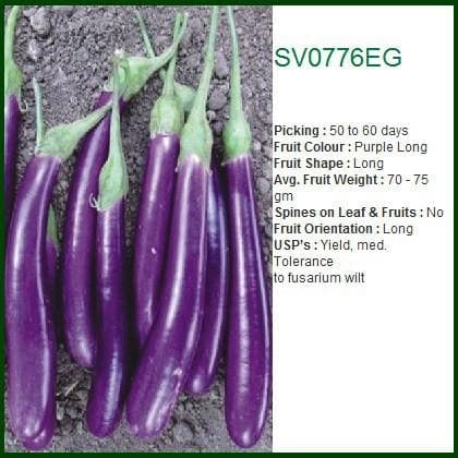 SV0776EG BRINJAL product  Image