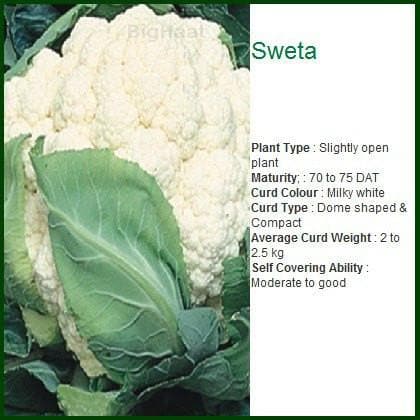 SWETA CAULIFLOWER product  Image 2