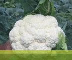 TETRIS CAULIFLOWER product  Image