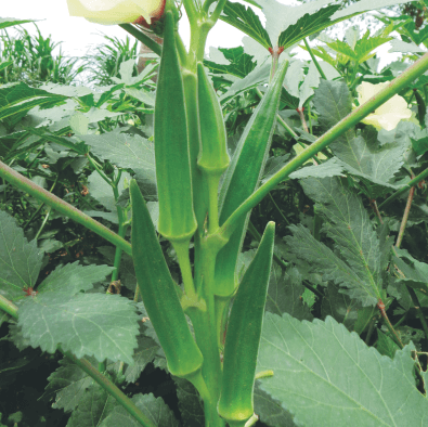 VENUS BHENDI (OKRA) ( वीनस भिंडी ) product  Image 2