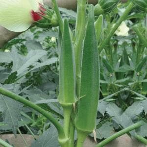 VENUS PLUS BHENDI (OKRA) ( वीनस प्लस भिंडी ) product  Image 2