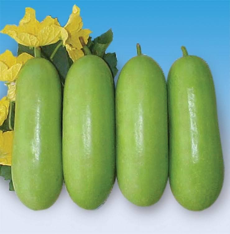 GOLD-195 WAX GOURD product  Image