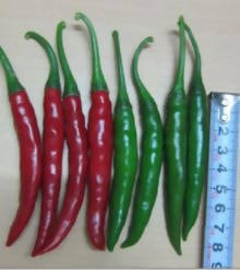 UJJWAL CHILLI 4G F1 HYBRID SEEDS product  Image 3