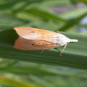 Katsu Insecticide product  Image 2