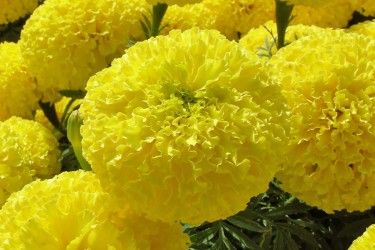 MARIGOLD YELLOW FLOWER SEEDS product  Image