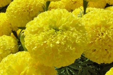 MARIGOLD YELLOW FLOWER SEEDS product  Image 2